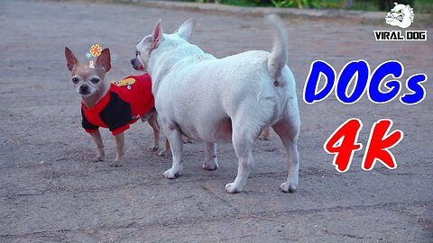 Funny Dogs And Puppies Life 4K Quality Video Episode 1 | Viral Dog