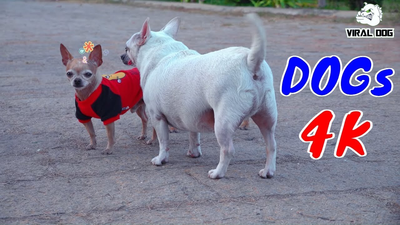 Funny Dogs And Puppies Life 4K Quality Video Episode 1 | Viral Dog