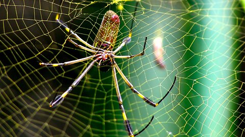 How Do Spiders Make Those Awesome Webs Anyway ? Eight Legged Architects !