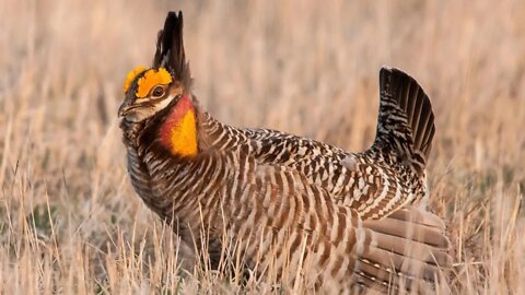 LIVE - North American Grouse Partnership