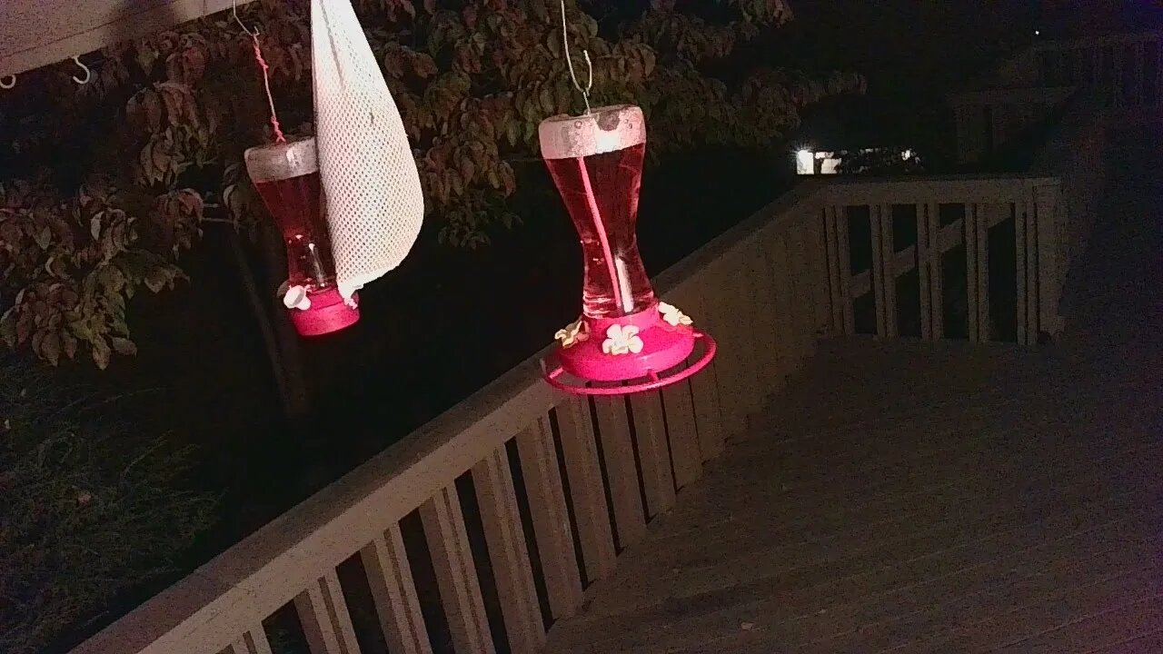 Live Bird Feeder Sept 22 2021 "Frogs All night" Asheville NC. In the mountains.