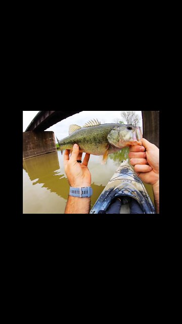 TOPWATER Big bass under a railroad bridge (short version)