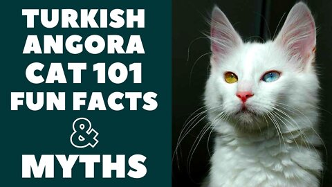 Turkish Angora Cats 101 : Fun Facts & Myths