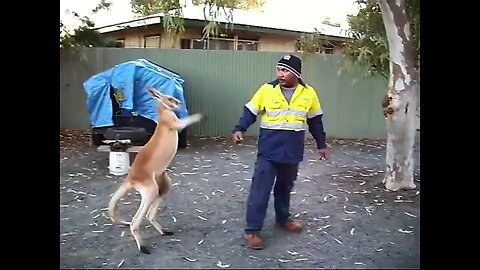 Kangaroo vs man