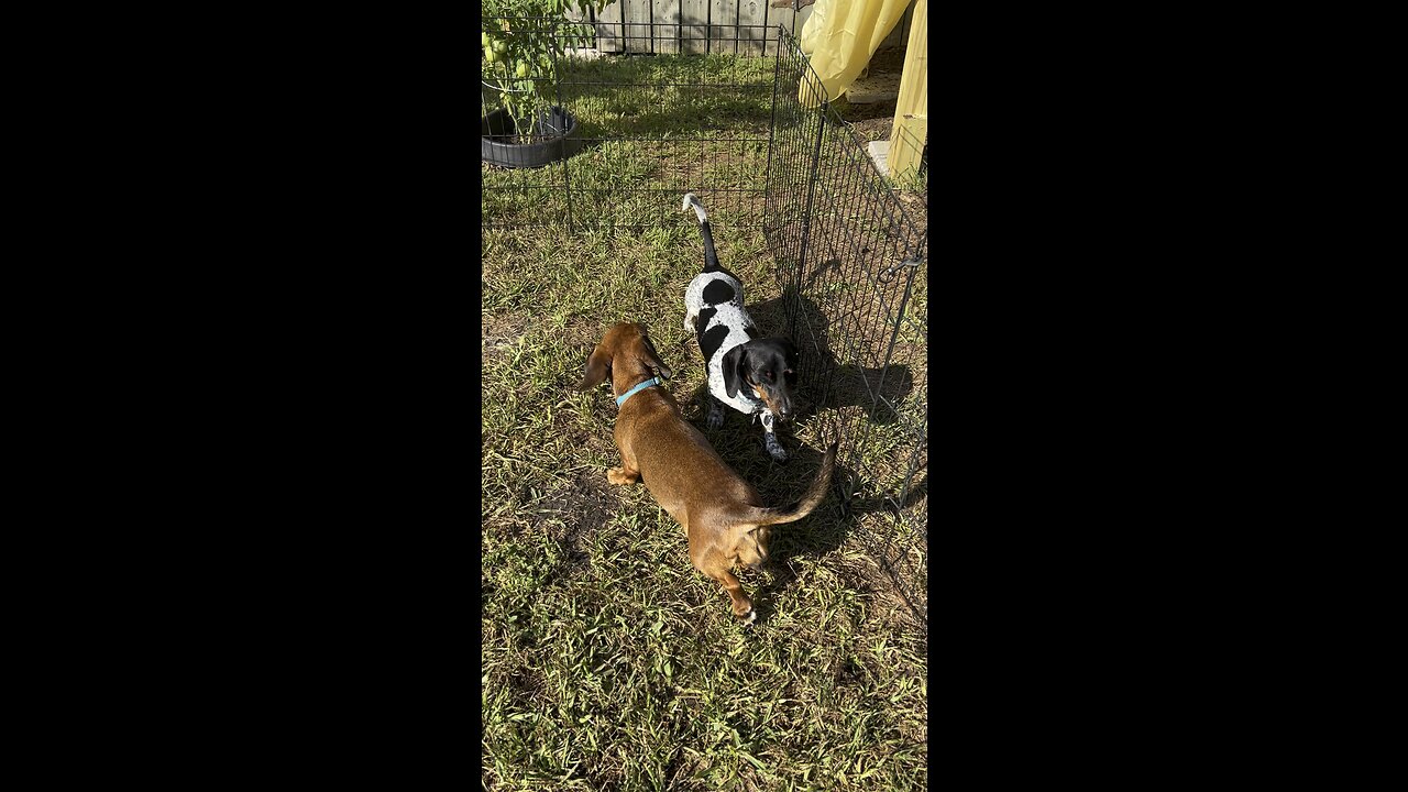 A healthier dog, getting used to the rabbits