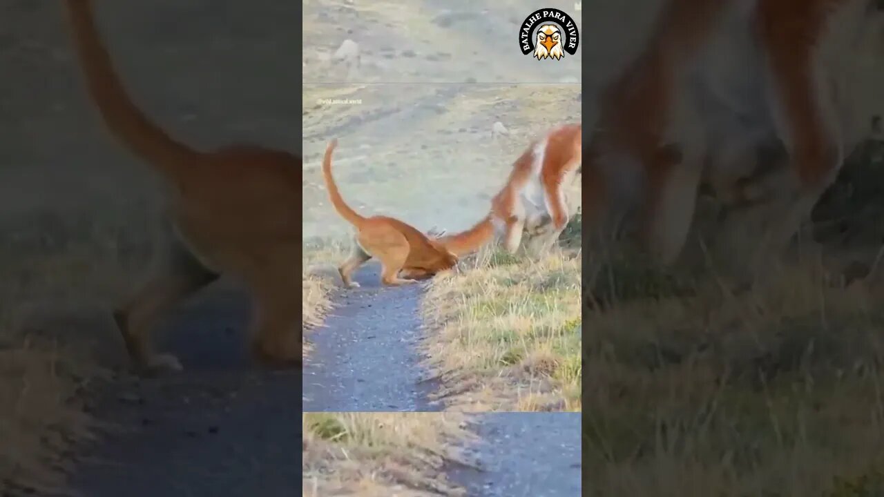 UMAS COSTELAS QUEBRADAS E UMAS ESCORIAÇÕES NO CORPO, MAS VALEU ...KKK Ô COMIDA SOFRIDA!!