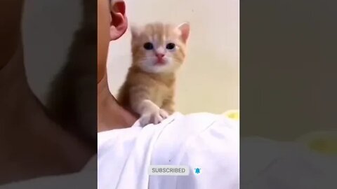 cute cat videos 😹 funny videos 😂 947 😻#shorts #shortsfunny #cutecat #catvideos #cats #catscare #cat