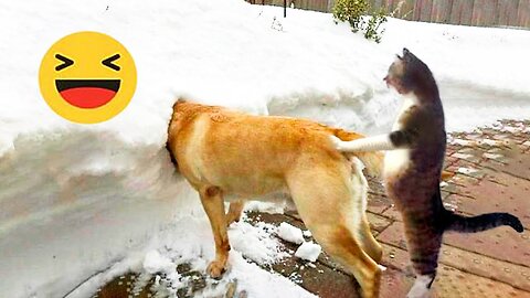 New Funny Animals 😂 Funniest Cats and Dogs Videos 😺🐶 Part 39