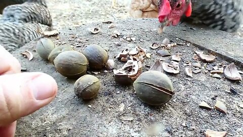 Bustin' hickory nuts for my chickens.