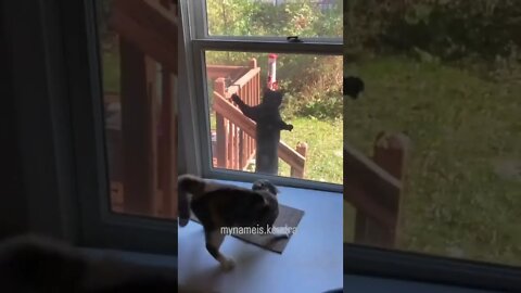 Hello....😸😺😾😿🙀😼😻😹