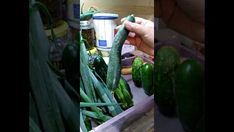 First Butternut Squash of the season