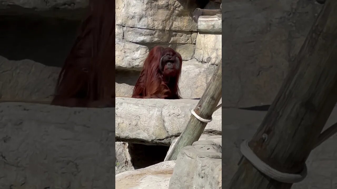 Bornean Orangutan 🦧 walking royally at Tampa Zoo