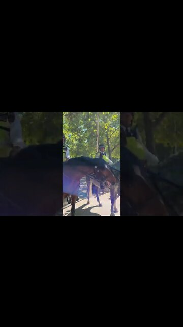 police horses out side clarence #horseguardsparade