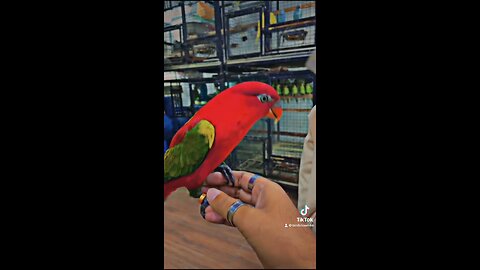 Parrots lover