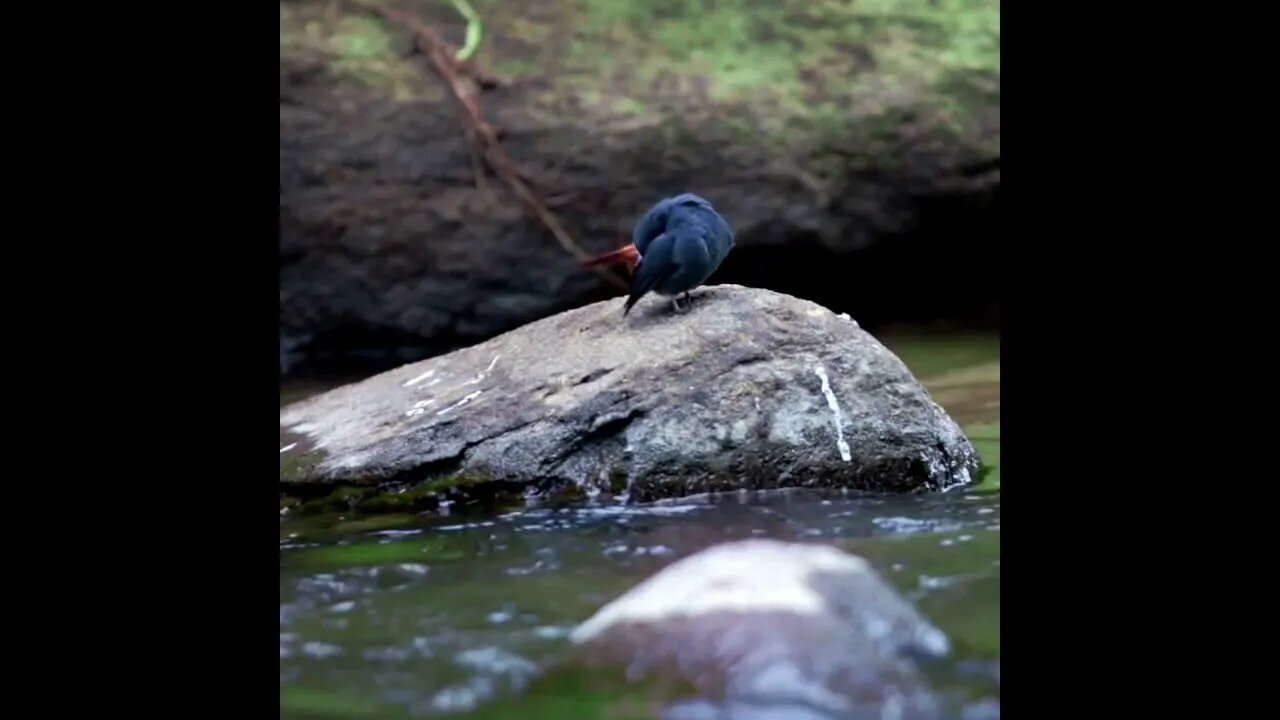 Little bird on the water - No Copyright