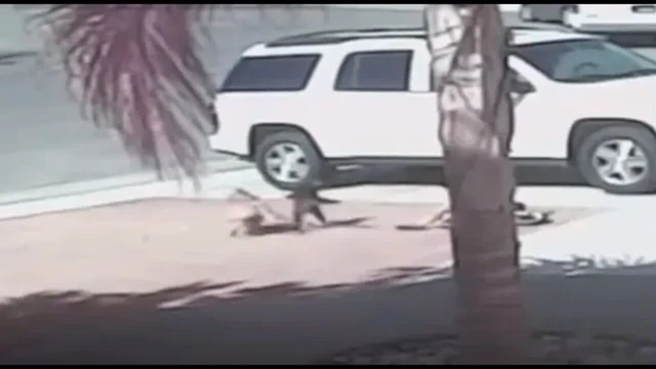 Cat Saves Child From Dog Attack - Understanding Predator & Prey Behavior - Hero Cat Of The Year