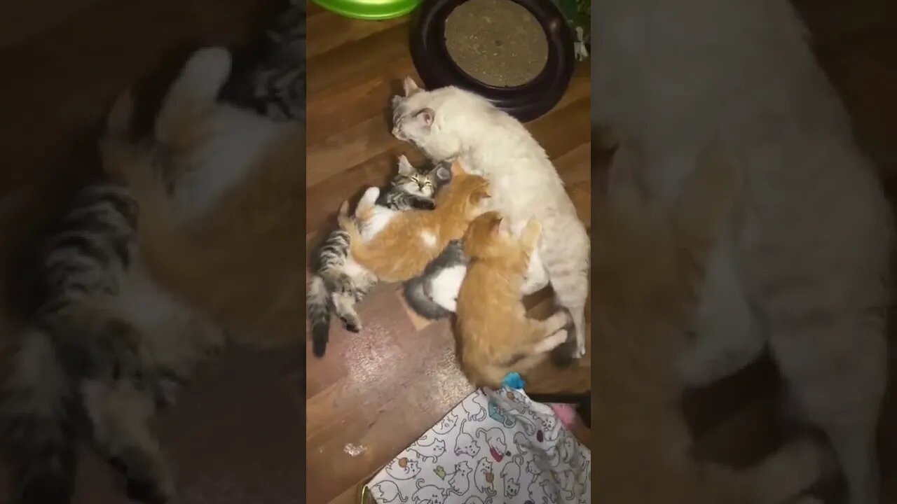 Last Nursing With the Full Litter Together 😹😿