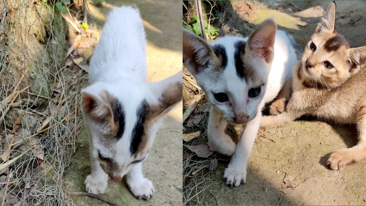 Two cat kittens fighting