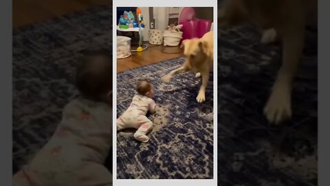 Dog loves to make baby laugh..🐕🐾👶☺️❤️Sound On..🔊🆙