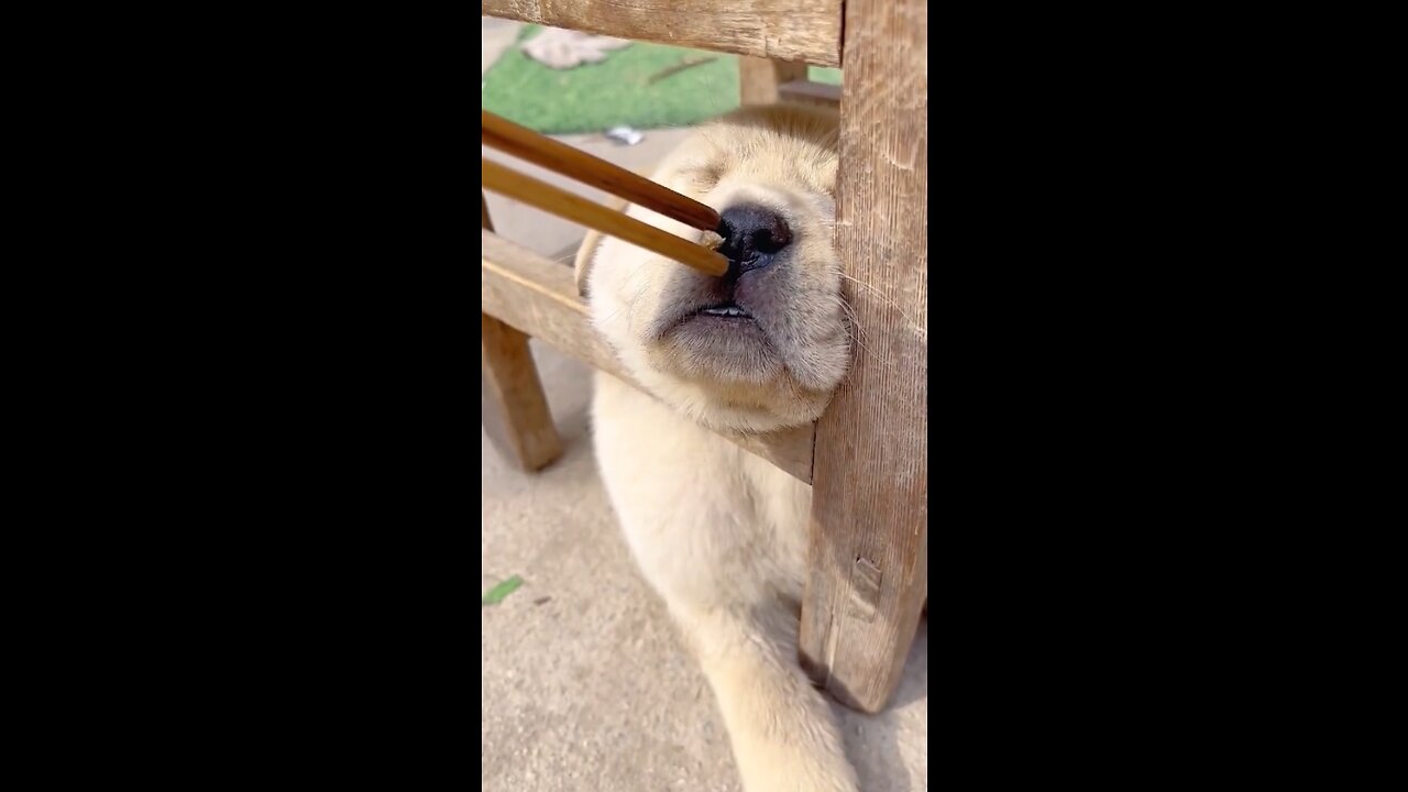 Dog could smell snack while sleeping