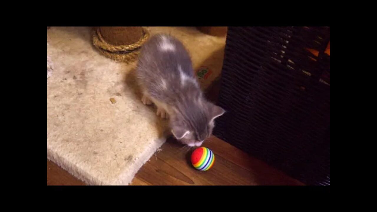 Kitten EXCITED Over Ball but Sister Ruins Fun