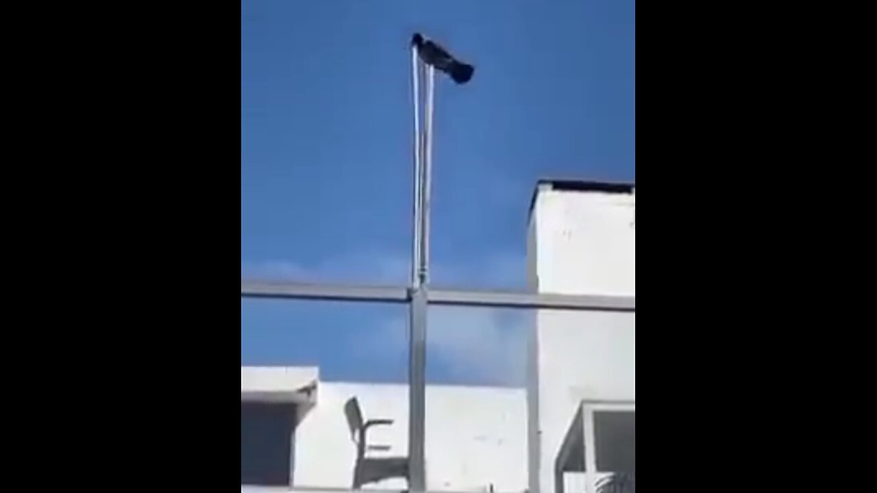 Bird takes down Israeli flag - HILARIOUS