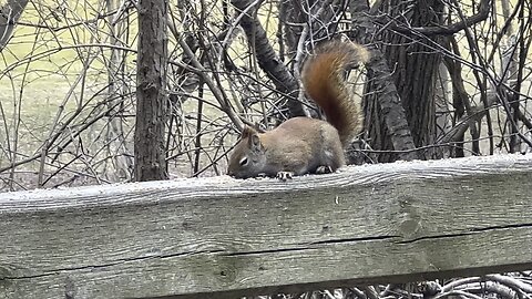 Fidgidy Red-Tailed Squirrel