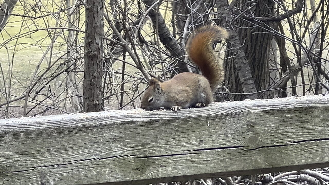 Fidgidy Red-Tailed Squirrel