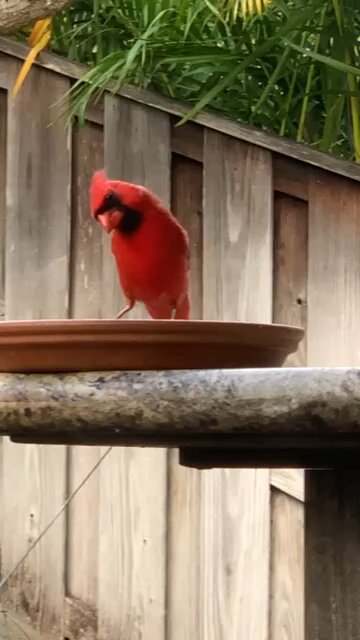 Back Yard Birds Hawai’i Male Northern Cardinal