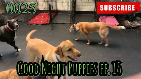 the[DOG]diaries [0025] GOOD NIGHT PUPPIES - EPISODE 15 [#dogs #doggos #doggies]