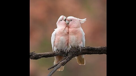 The beautiful life of birds in our nature