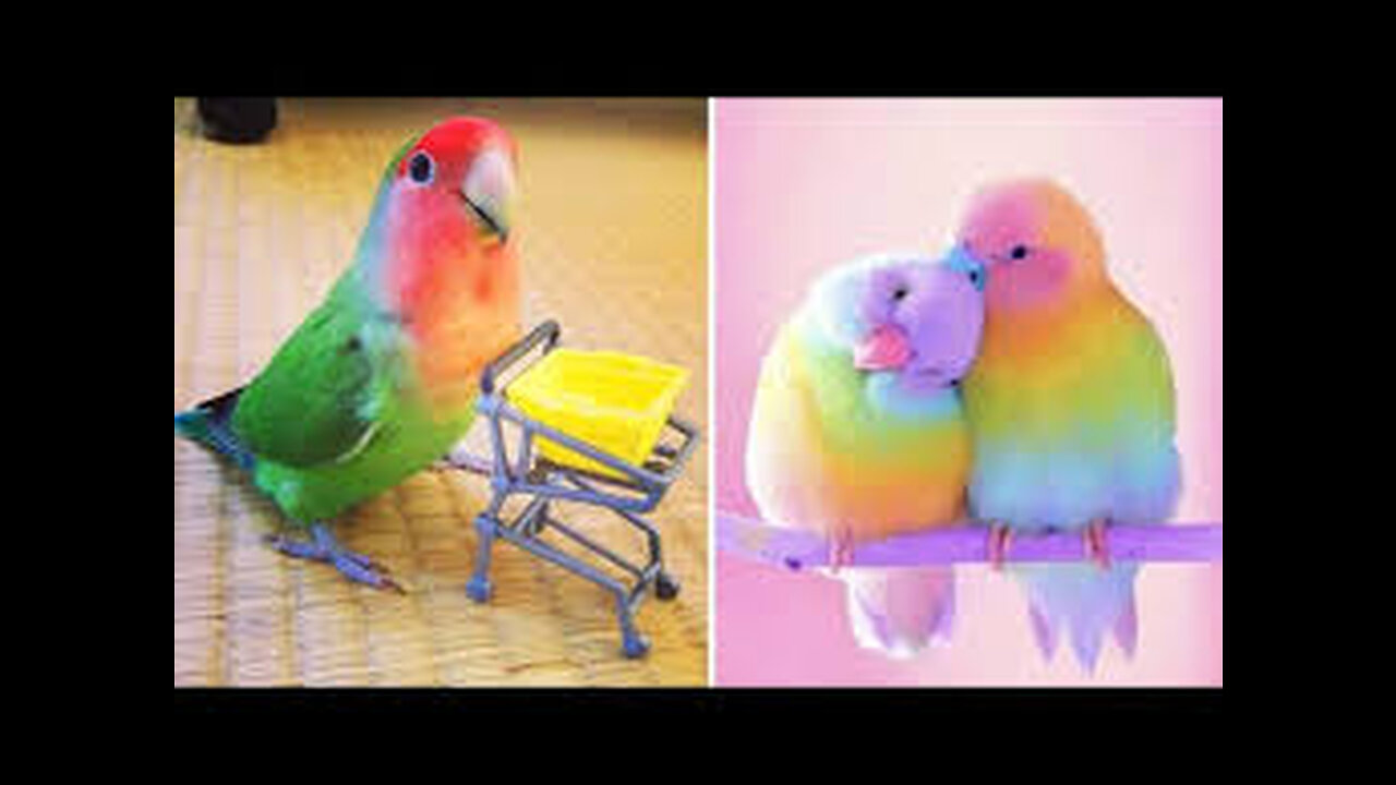 funny parrots videos compilation cute moments of the animals cutest parrots #3