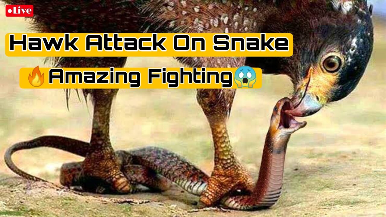 Hawk attack on Snake🐍Amazing Fight🔥😱