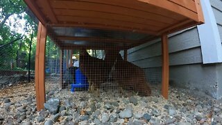 My Backyard Chickens - Episode 57