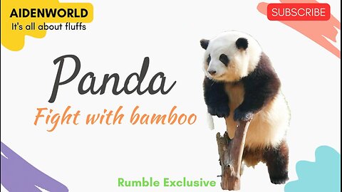 Panda fighting with his bamboo.