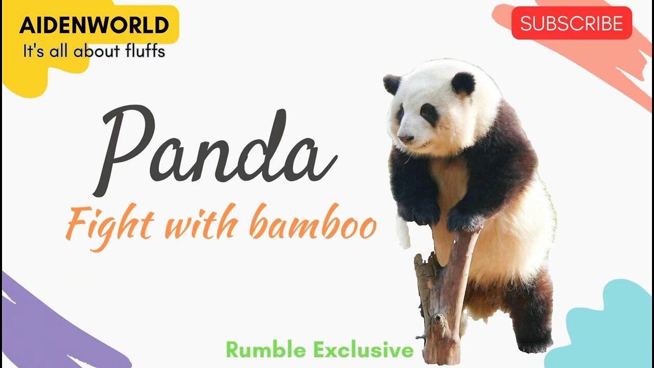 Panda fighting with his bamboo.