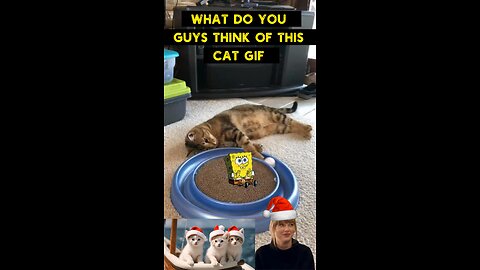 Cute Cat Gif