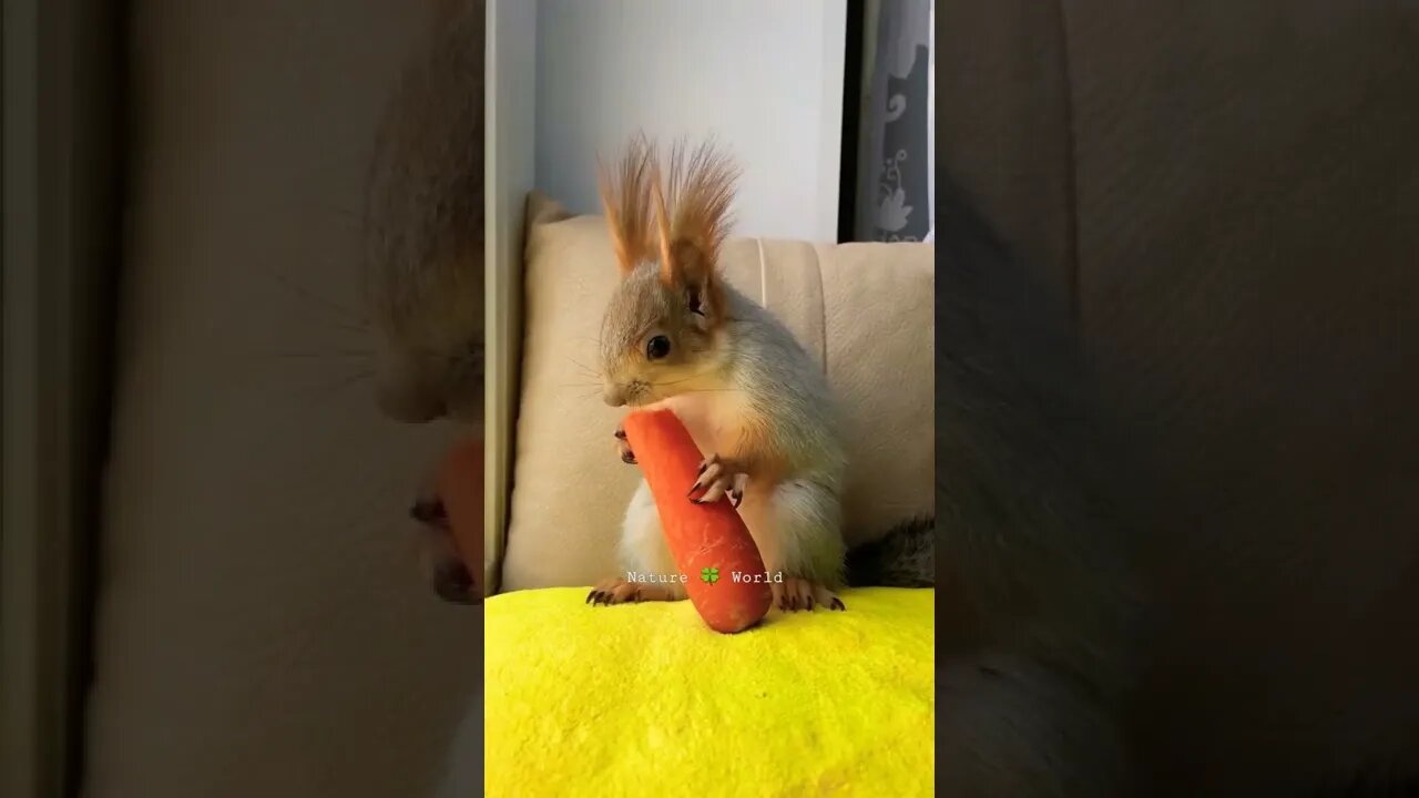 Pyari Si Gilhari😘Cute Squirrel👈