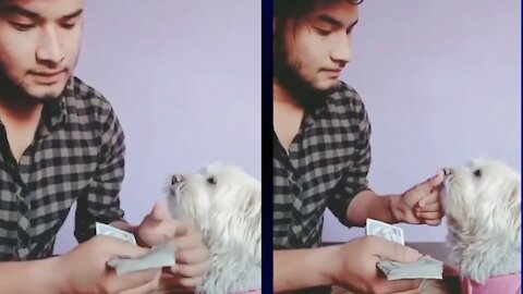 A Boy Counting Cash by getting dog leftovers 😂