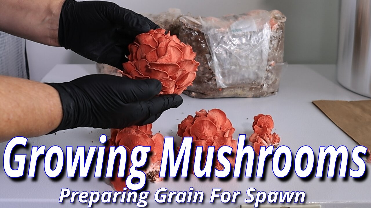 Grow Mushrooms At Home: Preparing Grain For Spawn