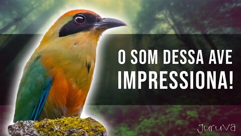 Canto da JURUVA - SOM IMPRESSIONANTE DESTA AVE | Lindo Pássaro!🐦