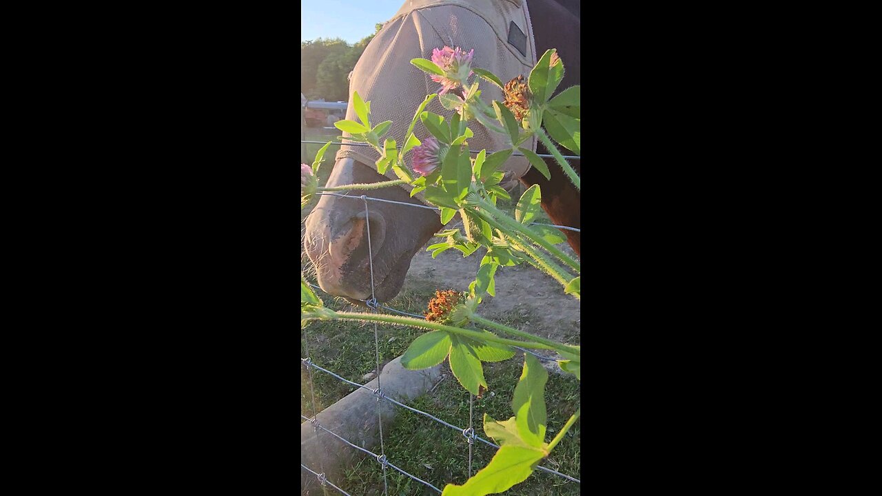 🍀 We got some more clover for the blind hourse.