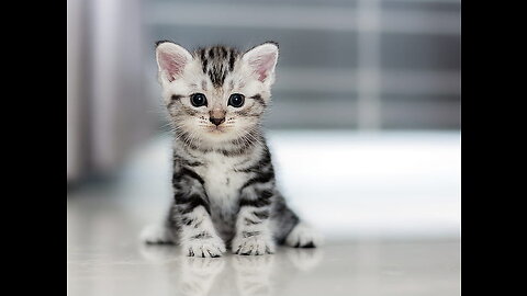 Cutee cats play to with his friend