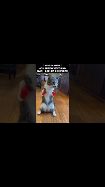 A LUTA DO ANO - MICK GATO VS HOLY FRANGO 😂😂😂