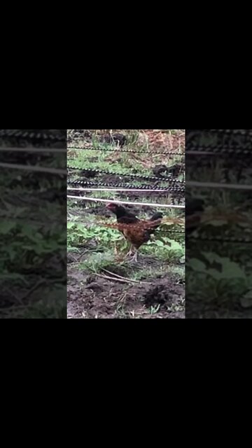 14 week cockerel’s first proper crow