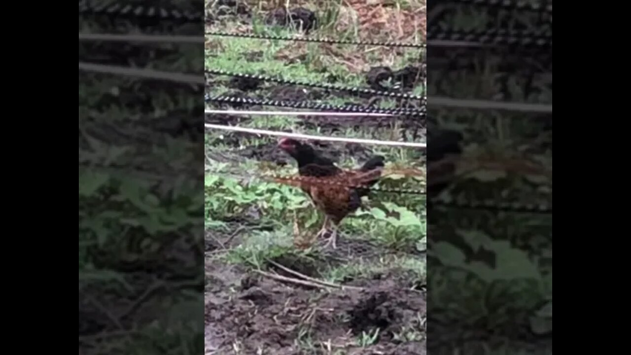 14 week cockerel’s first proper crow