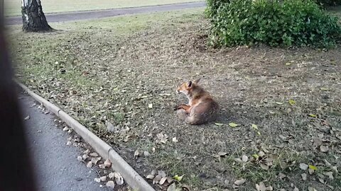 Urban fox taking a rest. London.