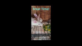 Bunny Dinner Party!