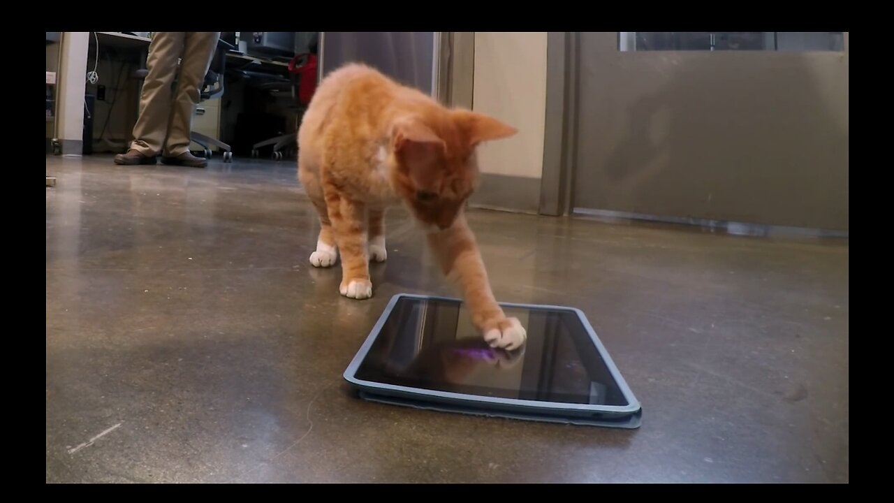 Cats Play on An ipad ( And Why They Should )