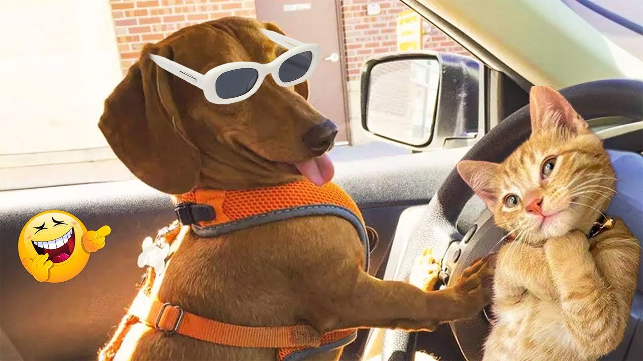 Funny Animals